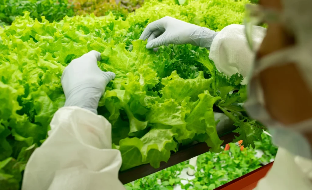 Vertical Farming: Shaping the Future of Horticulture