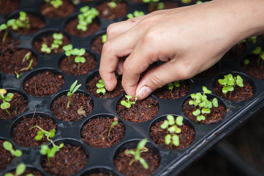 person holding leafed plant