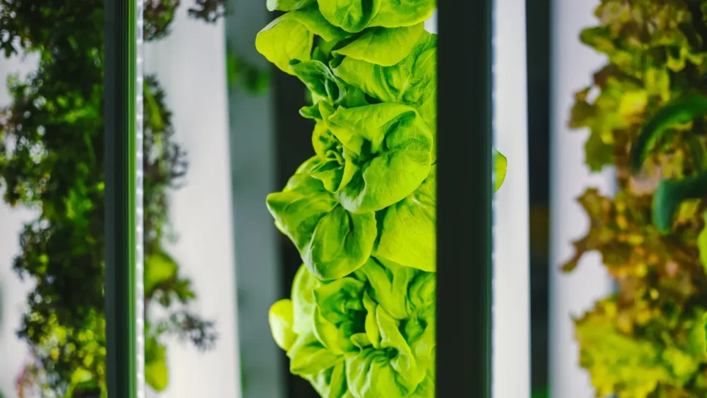 Vertical Farming Unleashed: Harnessing the Power of HollandBioProducts